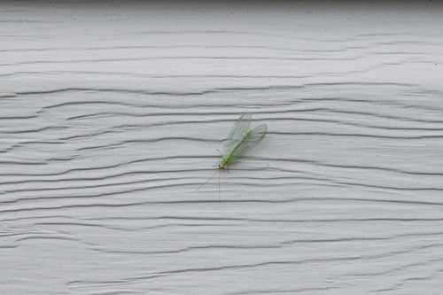 Chrysopa oculata