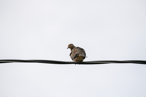 Mourning Dove