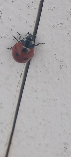 Seven-spotted Lady Beetle
