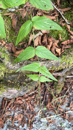 Nettle-leaved Speedwell