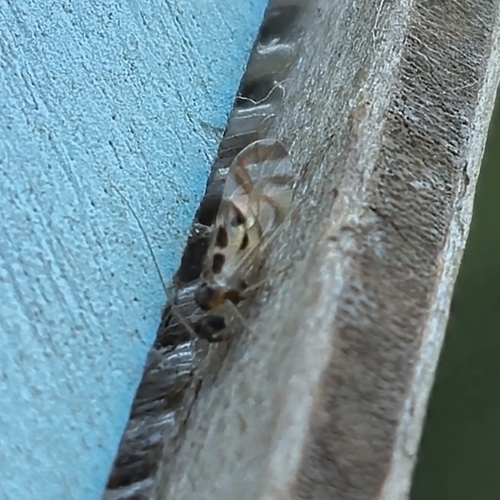 F-winged Barklouse