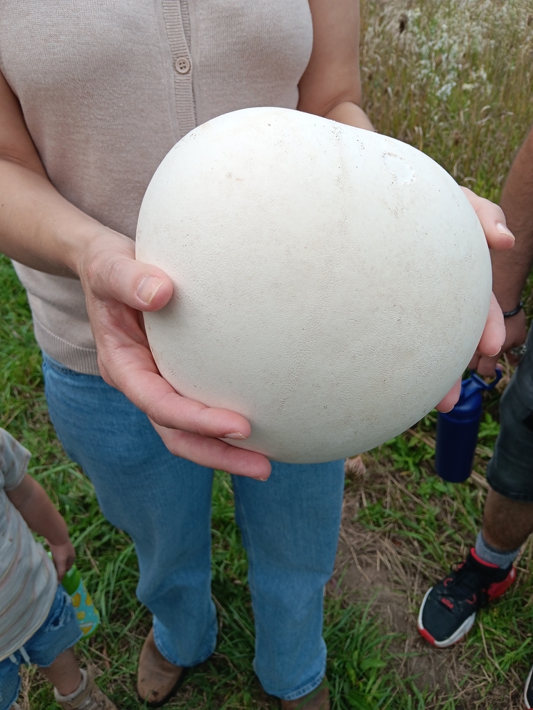 giant puffball · September 2026 · photo: Photo: (c) Grace Merkert, some rights reserved (CC BY) · iNaturalist