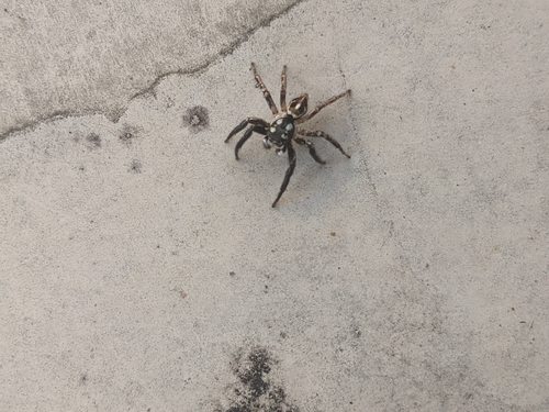 Twin-flagged Jumping Spider
