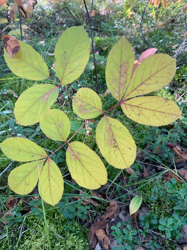 wild sarsaparilla