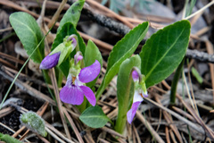 Viola gmeliniana