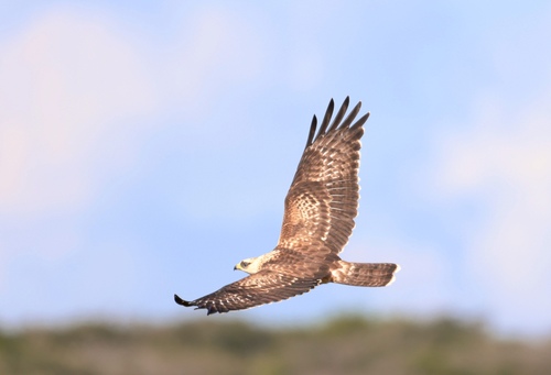 European Honey-buzzard