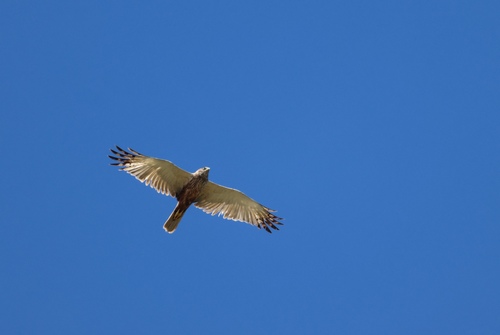 Western Marsh Harrier