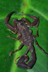 Tityus obscurus