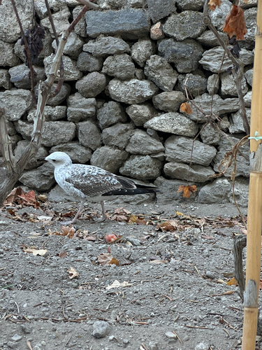 Yellow-legged Gull
