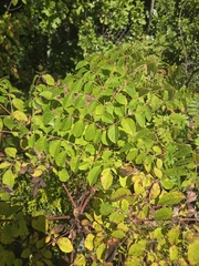 Aralia spinosa, photograph author not stated, no rights reserved