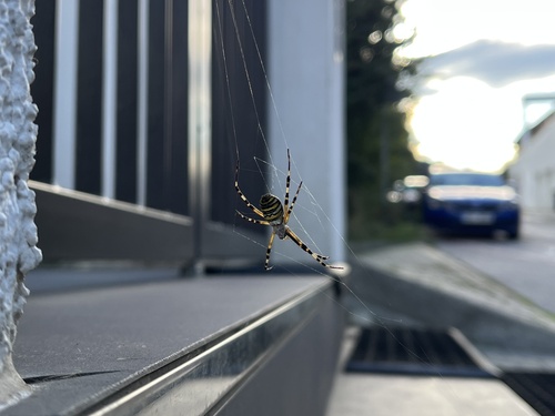 Wasp Spider