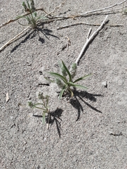 Plantago helleri