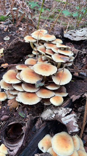 Sulphur Tuft