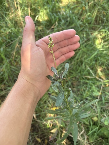 common toadflax