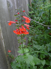 Salvia coccinea