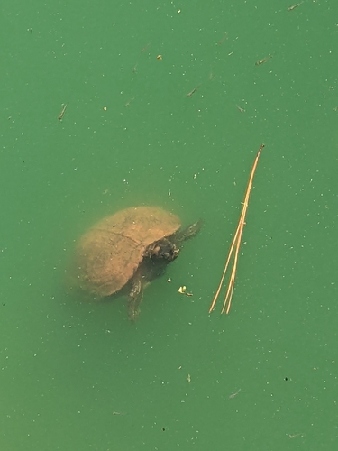 Yellow-bellied Slider