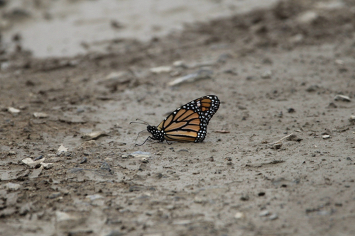 Monarch