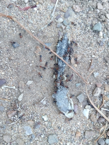 Mediterranean Acrobat Ant