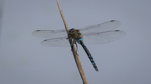 Migrant Hawker