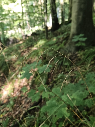 Festuca altissima observed 2026-09-15
