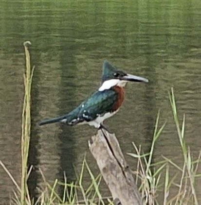 Green Kingfisher