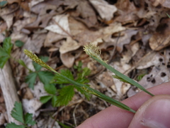 Carex gracilescens
