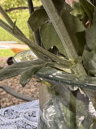 Pale Green Assassin Bug
