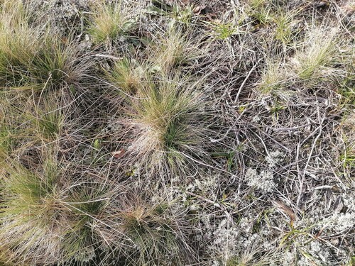 Matgrass