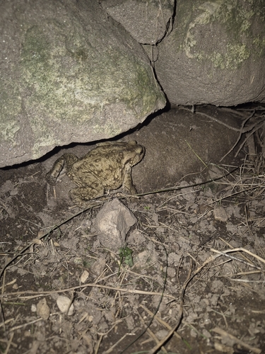 European Toad
