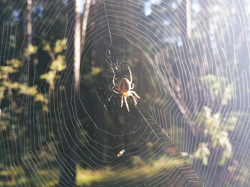 Cross Orbweaver