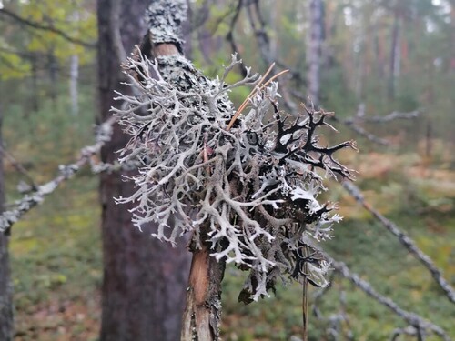 tree moss