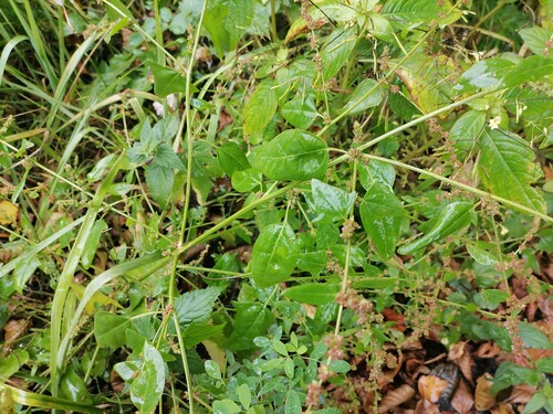 Creeping Saltbush