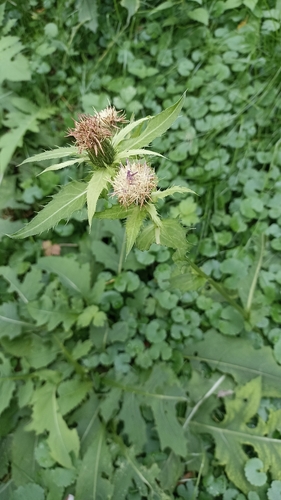 Cabbage Thistle