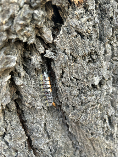 Douglas-fir tussock moth
