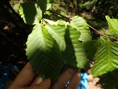 Fagus japonica