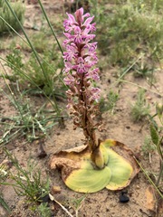 Satyrium erectum, photograph (c) Charleen Brunke, some rights reserved (CC BY)