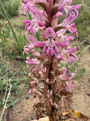 Satyrium erectum, photograph 3