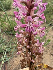 Satyrium erectum, photograph (c) Charleen Brunke, some rights reserved (CC BY)