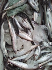 Thaleichthys pacificus