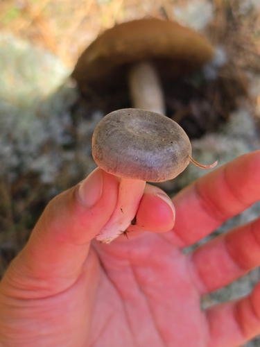 pap milkcap