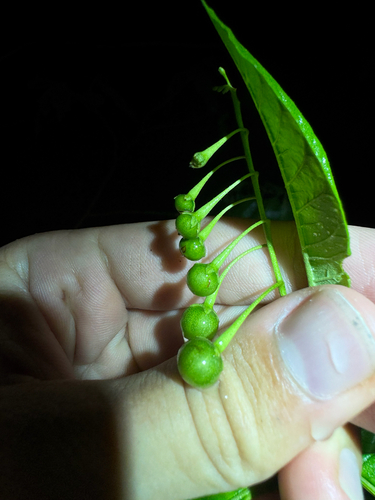Solanum bahamense, photograph 2