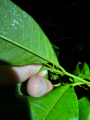 (c) Matteo Bellucci, some rights reserved (CC BY) Solanum bahamense, photograph (c) Matteo Bellucci, some rights reserved (CC BY)