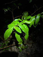 (c) Matteo Bellucci, some rights reserved (CC BY) Solanum bahamense, photograph (c) Matteo Bellucci, some rights reserved (CC BY)