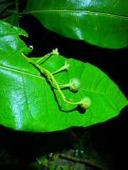 (c) Matteo Bellucci, some rights reserved (CC BY) Solanum bahamense, photograph (c) Matteo Bellucci, some rights reserved (CC BY)