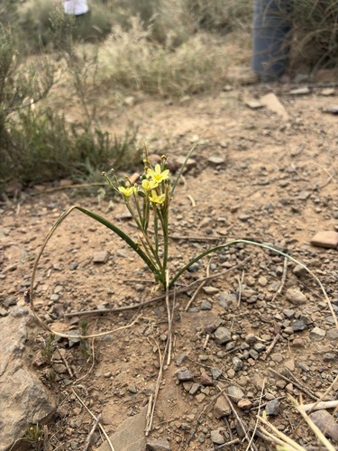 Moraea miniata, photograph 3