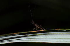 Bantia fusca