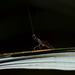 Bantia fusca - Photo (c) ombeline_sculfort, algunos derechos reservados (CC BY-NC-ND), subido por ombeline_sculfort
