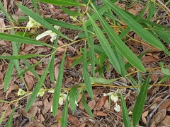 Asimina angustifolia
