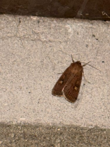 Square-spot Rustic