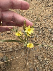 (c) Charleen Brunke, some rights reserved (CC BY) Moraea miniata, photograph (c) Charleen Brunke, some rights reserved (CC BY)